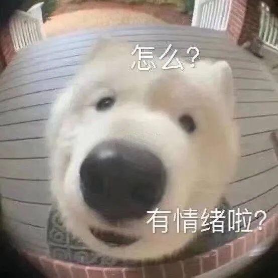 钟奇说耶的表情包动物