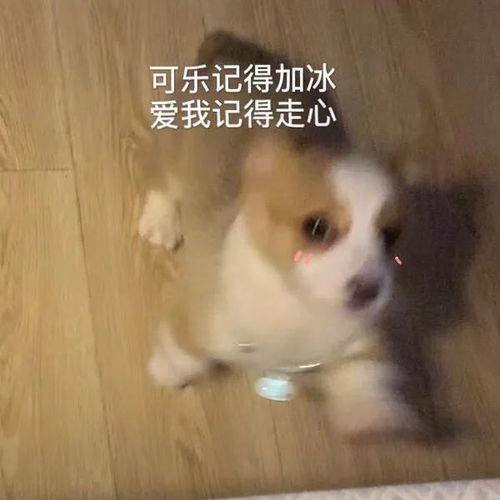 表情包可乐记得加冰,爱我记得走心