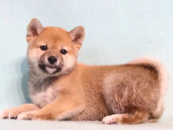 图超萌表情包柴犬丨纯正品相好丨三个月包退换南京宠物狗