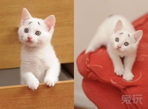 天生自带囧表情的喵星人实力卖萌的小囧猫