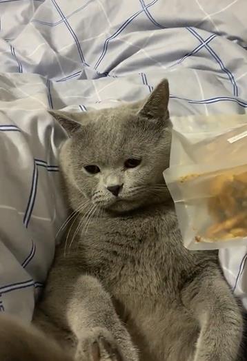 幸福来得太突然,喵咪变得不知所措