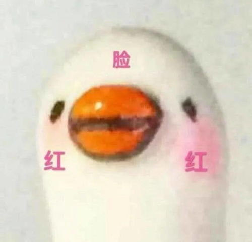 求助狗狗磨牙零食类