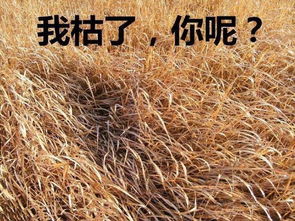 周冬雨小黄鸭变小冻鸭,北京卫视冰雪跨年盛典动人也冻人