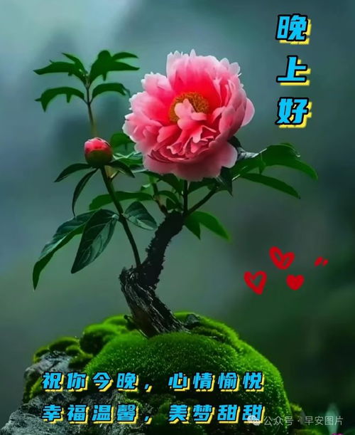 3月4日最漂亮早上好动态表情图片大全,早晨好动图美图大全