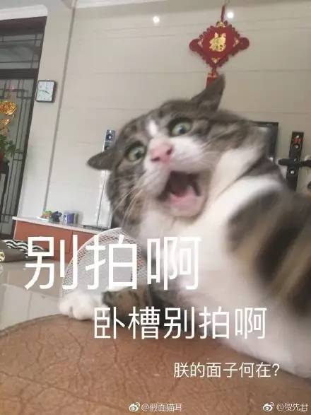 鸽德表情包养猫