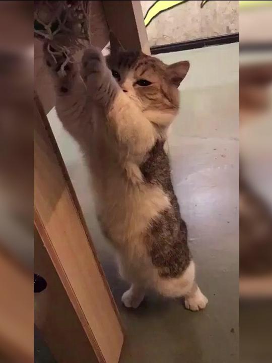 猫咪居然敢趁本喵之危挠本喵痒痒不能笑不笑哈哈哈哈