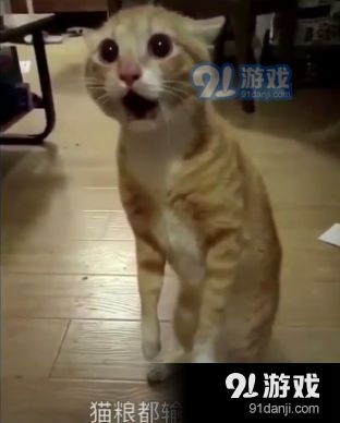 抖音三只猫咪点头gif动图v2.4下载抖音三只猫咪点头gif动图安卓版下载91手游网