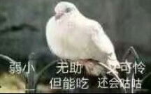 2020六盘水水城县彝族火把节