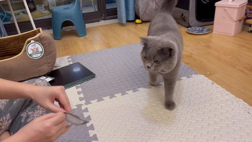 给戏精猫咪驱个虫,既不疼又不痒,主人别被这家伙表情给骗了