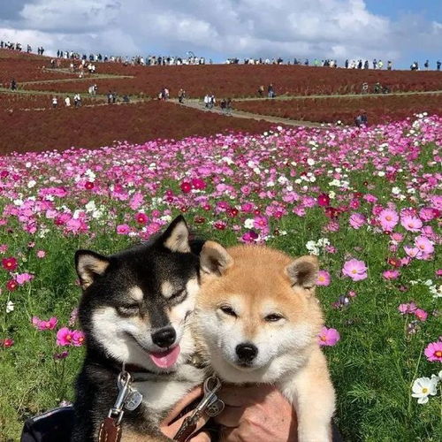 潮图表情包柴犬狗狗的快乐时光