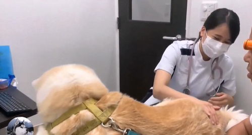 秋田犬去医院打针,中途换成男医生后,狗子的表情变了