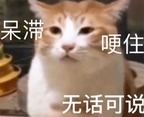小猫动图表情包gifone