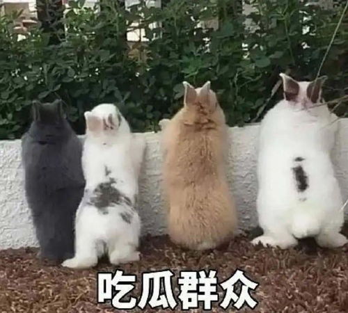 之禁情粉毒猫粉