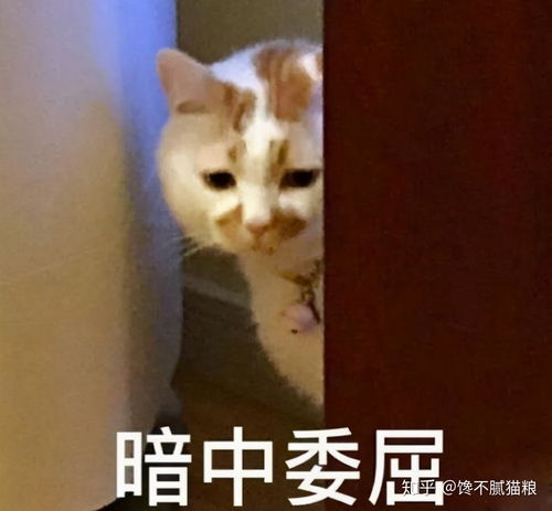 猫咪睡觉打呼噜,可能是这4个原因导致的