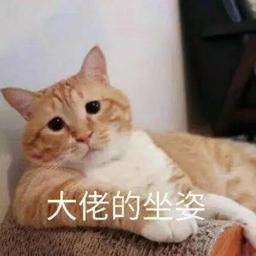 各种问号表情包原图橘猫