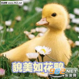 气到炸毛鸭表情图片可爱鸭表情包下载乐游网游戏下载