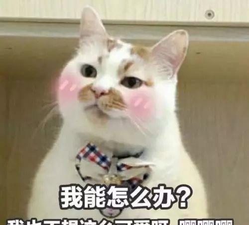 我家猫咪超大只原来猫咪能长这么大啊