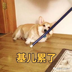 基基复唧唧,柯基战斗机,大屁股柯基表情包来袭搜狐宠物搜狐网