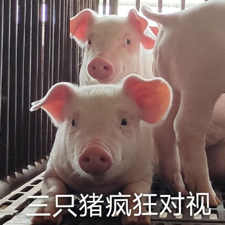 动物动图表情包视频摇头