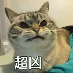 你有没有发现最近猫的表情包贼多