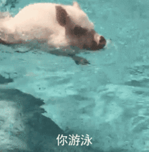 gif表情包动态表情