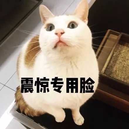 表情包心情极差猫咪
