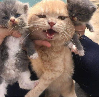 猫咪不愿承认自己的娃,面对主人的逼迫满脸嫌弃,这个表情绝了