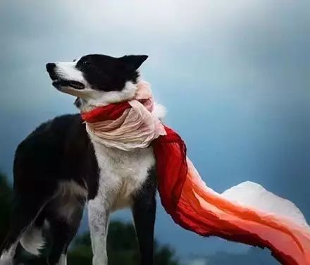关于边境牧羊犬,一组非常特别的照片