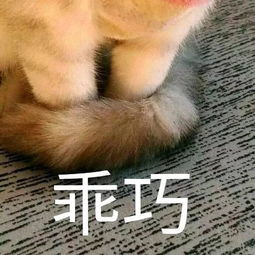 交作文的表情包