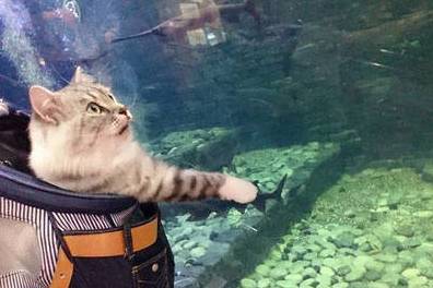铲屎官带猫主子遛弯,经过水族馆猫眼睛都亮了,猫红烧清炖