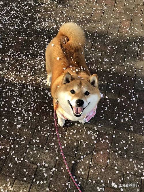 我要出去玩了的表情包柴犬