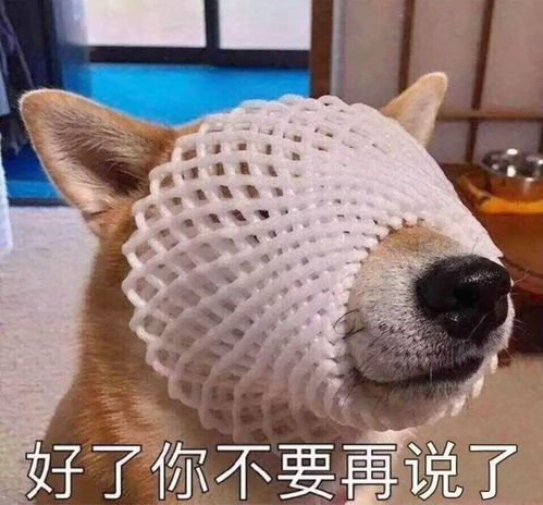 一条全是狗的表情包合集狗狗该我上场表演了