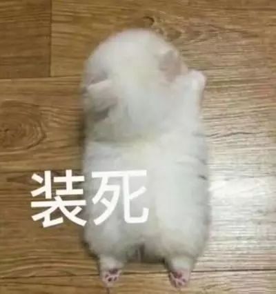 狗狗表情包别惹你爹