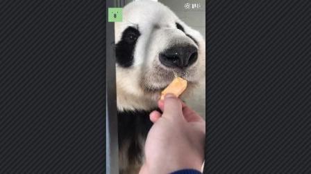 表情大熊猫滚滚舔红薯,怎么越看越像一个大秃子最后把红薯吃到嘴...表情