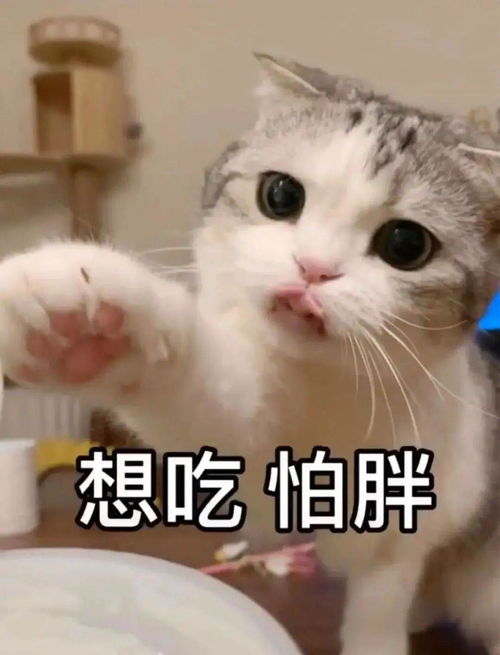 聊天撩人表情包