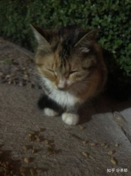 把养的猫送走是什么样的体验