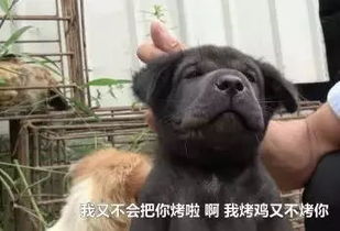 经常有人说他家猫长得大,究竟有多大,你们感受下