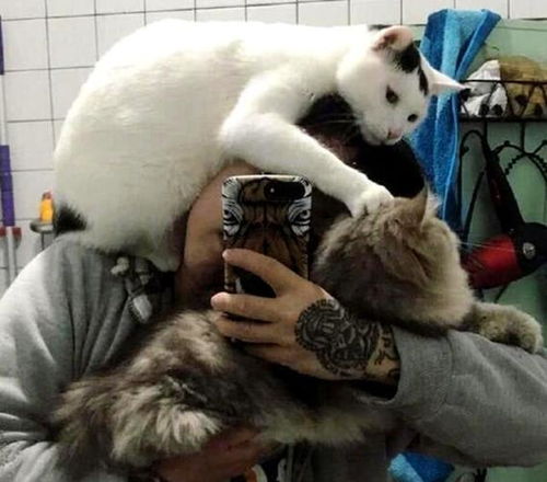 养猫人养了一只跟屁虫,竟然想把它扔了