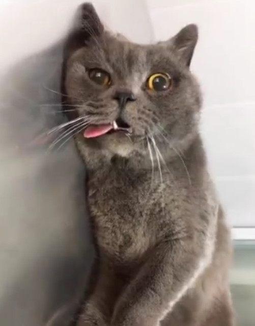 给猫咪做绝育后拍照发朋友圈,顿时就炸了,网友傲人的e罩杯