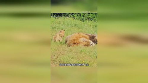 三只小狮子实在太调皮了,竟然趁雄狮睡觉的时候搞偷袭