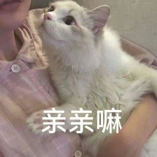 很高兴见到你表情包猫咪