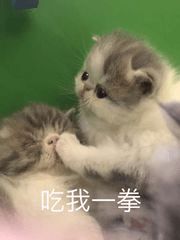 猫语解密猫咪冲你喵喵叫的时候到底在说什么