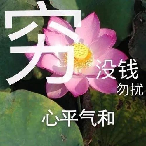 表情包做一朵莲花,心静如水,清心寡欲