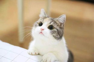 有人知道这只猫的品种么很火的表情包啊求大神告知多谢