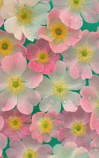 温馨的花朵高清壁纸