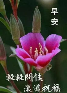 让清晨的旭日带给你幸运,让我的祝福带给你一份愉悦的情绪,早安