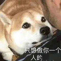 舔狗必备表情包今天该舔谁好呢