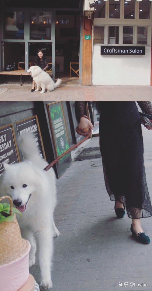 请问这个是萨摩耶纯种的吗,犬舍说是狼版的,图片中的萨摩耶是熊版长大的样子吗