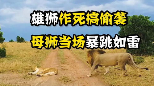 母狮正在睡觉,雄狮却作死从背后搞偷袭,下一秒憋住别笑
