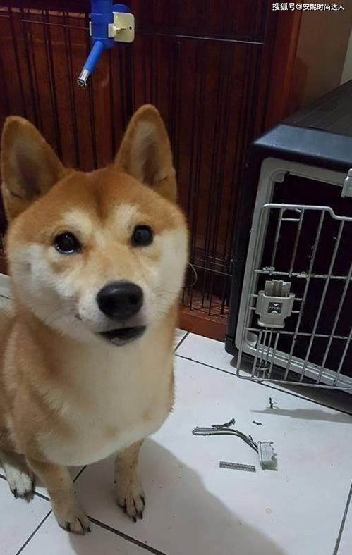 新买的铁笼惨遭毒手,主人看了柴犬一眼,柴犬却露出一副不屑的表情